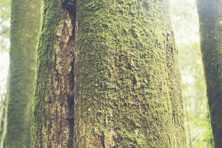 Pine forest in Thailandの写真素材