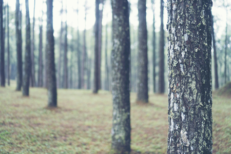 pine forest in Thailandの写真素材