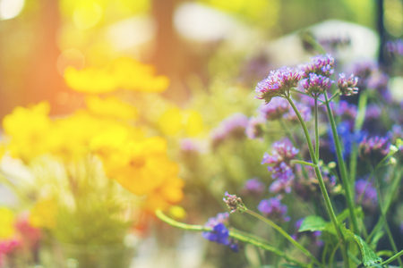 beautiful flower in the gardenの写真素材