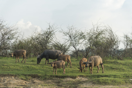 cattle and buffalo farm field, Thailand