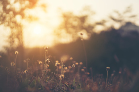 morning sunrise with flower and grass in sunlightの写真素材