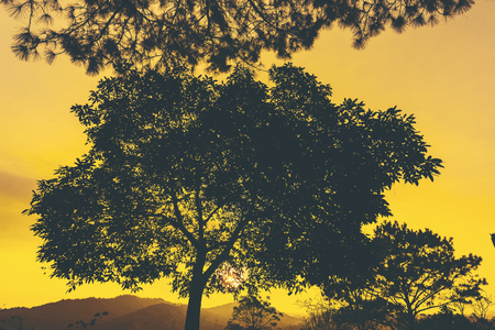 time of sunset, nature and forest view in Thailand の写真素材