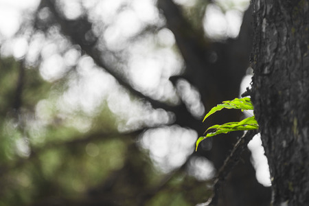 Into the forest. Nature composition.の写真素材