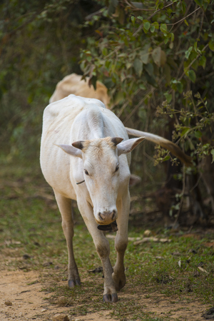 Beef cattle Hindu Brazil in farm field, Thailandの写真素材