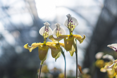 colorful flower in tropical forestの写真素材