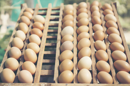 organic chicken eggsの写真素材