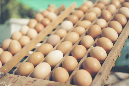 organic chicken eggsの写真素材