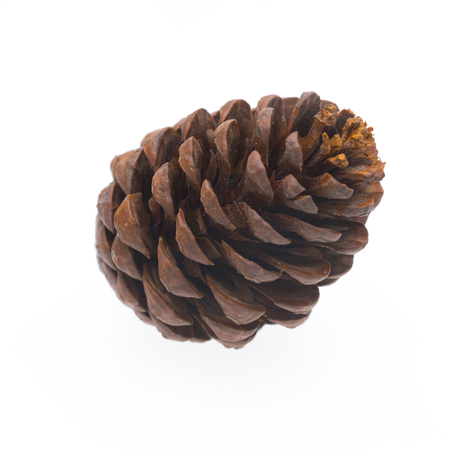 pine cone isolated on whiteの写真素材