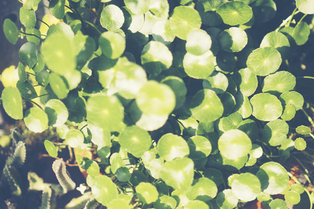 Floral gardening background with variety of colorful garden flowers and gardening toolsの写真素材