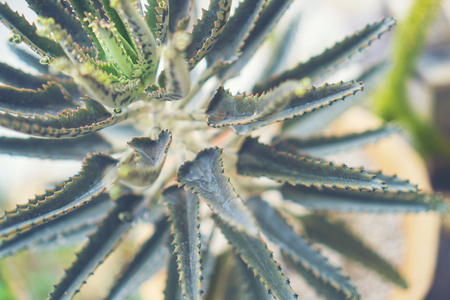 Selective focus close-up top-view shot on cactus cluster. well known species of cactus, endemic to east-central Mexico widely cultivated as an ornamental plant.の写真素材