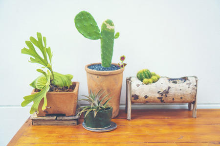 Selective focus close-up top-view shot on cactus cluster. well known species of cactus, endemic to east-central Mexico widely cultivated as an ornamental plant.の写真素材