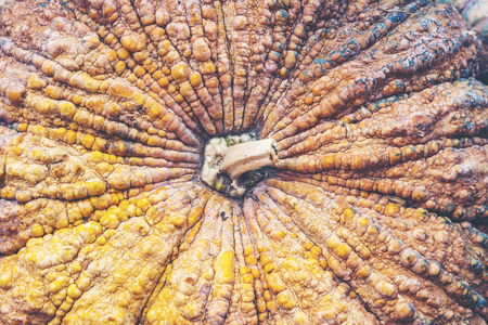 Diverse assortment of pumpkins on a wooden background. Autumn harvest.の写真素材