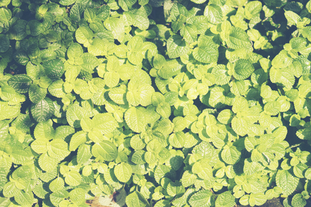 Floral gardening background with variety of colorful garden flowers and gardening tools