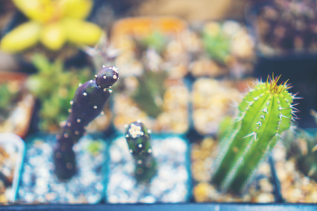 Selective focus close-up top-view shot on cactus cluster. well known species of cactus, endemic to east-central Mexico widely cultivated as an ornamental plant.の写真素材