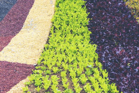 colorful vegetables garden, Green and red oak lettuce in vegetable garden
