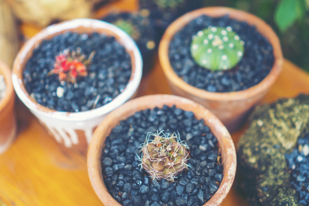 Selective focus close-up top-view shot on cactus cluster. well known species of cactus, endemic to east-central Mexico widely cultivated as an ornamental plant.の写真素材