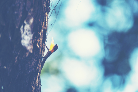 Flying lizards. Flying dragon, living on the treeの写真素材