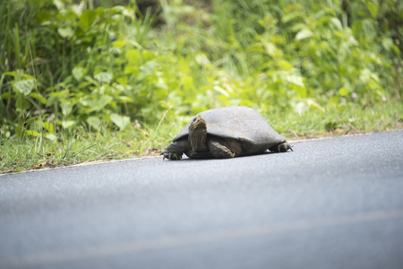 Land turtle walking on asphalt road in Khao Yai National Park, Thailandの写真素材
