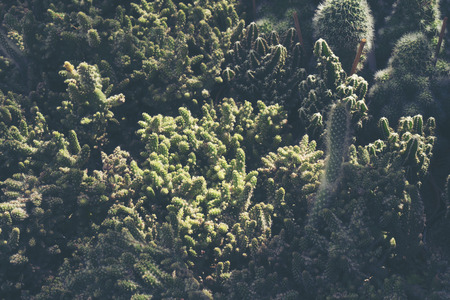 cactus in cafe
