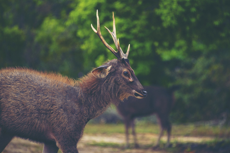 wild deer in forest, Khao Yai National Park, Thailandの写真素材