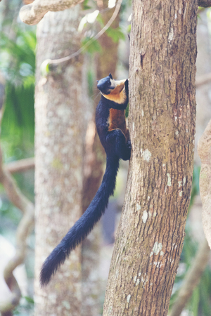 Black giant squirrel, Malayan giant squirrelの写真素材