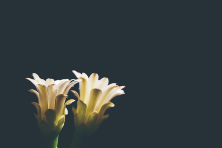 beautiful cactus flower blomming isolated on black background