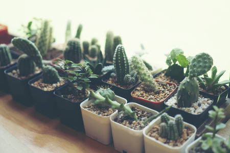 cactus in coffee cafe