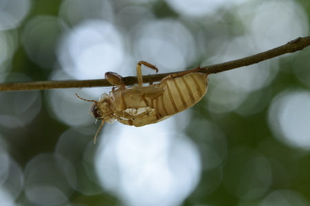 Beautiful nature scene macro cicada molting. Showing of eyes and wing detail.Cicada in the wildlife...