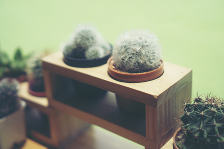 cactus in coffee cafeの写真素材