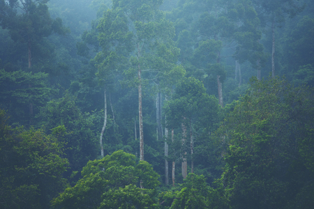 Forested mountain slope in low lying cloud with the evergreen conifers shrouded in mist in a scenic...