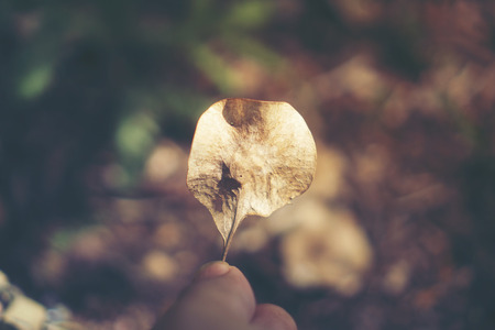 plants seed in tropical forestの写真素材