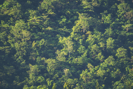 view of tropical forest, Khao Yai National Park, Thailandの写真素材