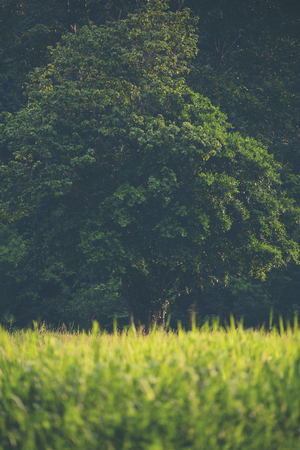 natural green background with selective focusの写真素材