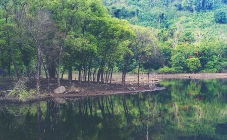 view of tropical forest, Khao Yai National Park, Thailandの写真素材