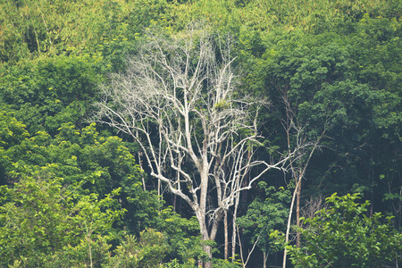 view of tropical forest, Khao Yai National Park, Thailand