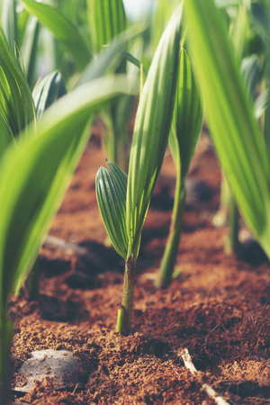 Sprout of coconut tree, Young coconut seed germination green leaveの写真素材