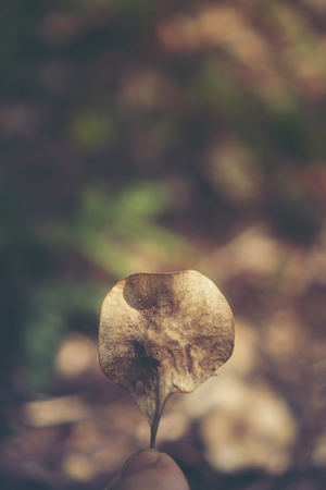 plants seed in tropical forestの写真素材