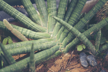 Collection of various cactus and succulent plants in different pots. Potted cactus house plantsの写真素材