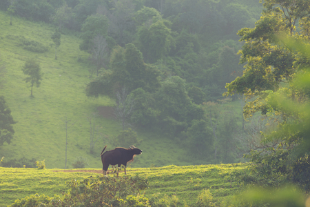 gaur in the tropical forest, wildlife in Thailandの写真素材
