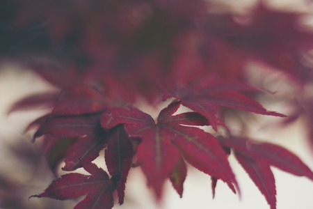 autumn red maple leaf on white background, vintage filter image