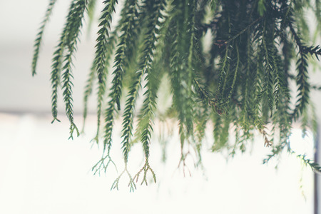 Abstract plant wall background, The Green creeper plant on grunge old house wallの写真素材