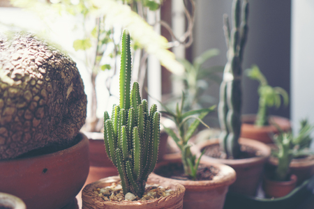 cactus flower pot in cafe, vintage filter imageの写真素材