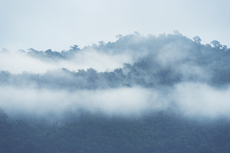 landscape view of forest in Thailand, tropical forest