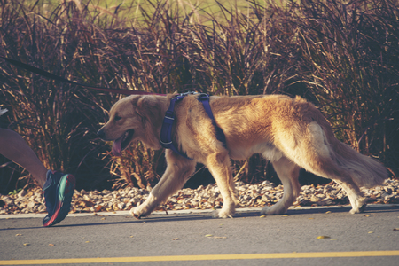 sport girl walking with her dog in the parkの写真素材