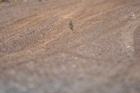 Oriental Skylark birdの写真素材