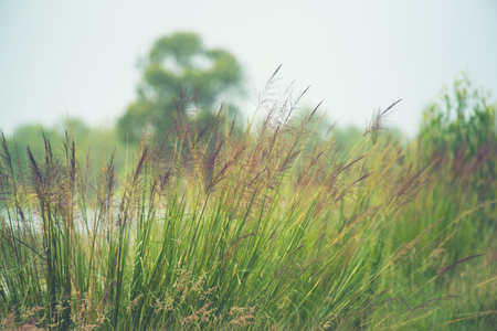 tropical grass field, Thailandの写真素材