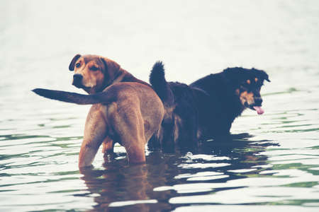Dog in water