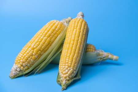 fresh organic corn on blue background