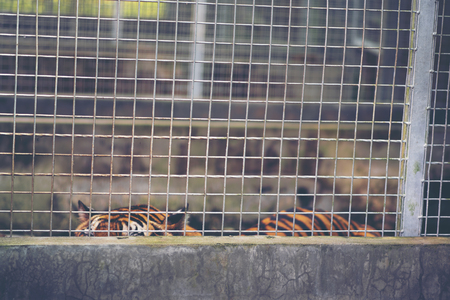 Bengal tiger in cage, Wildlife in cage concept