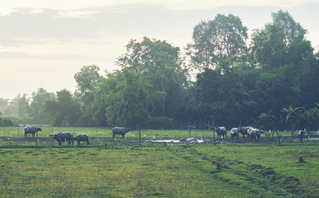 Morning in the countryside of Thailand with buffalo herd.の写真素材